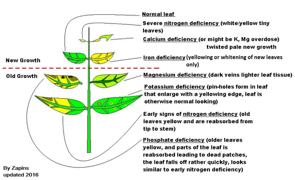 Plant Nutrients Chart