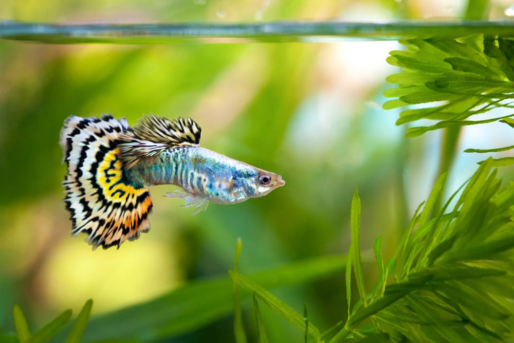 Top 10 Freshwater Aquarium Fish That Love Hard Water and High pH – Aquarium  Co-Op