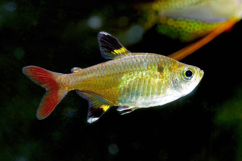 Pristella or x-ray tetra