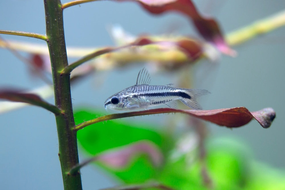 Pygmy corydoras on scarlet temple