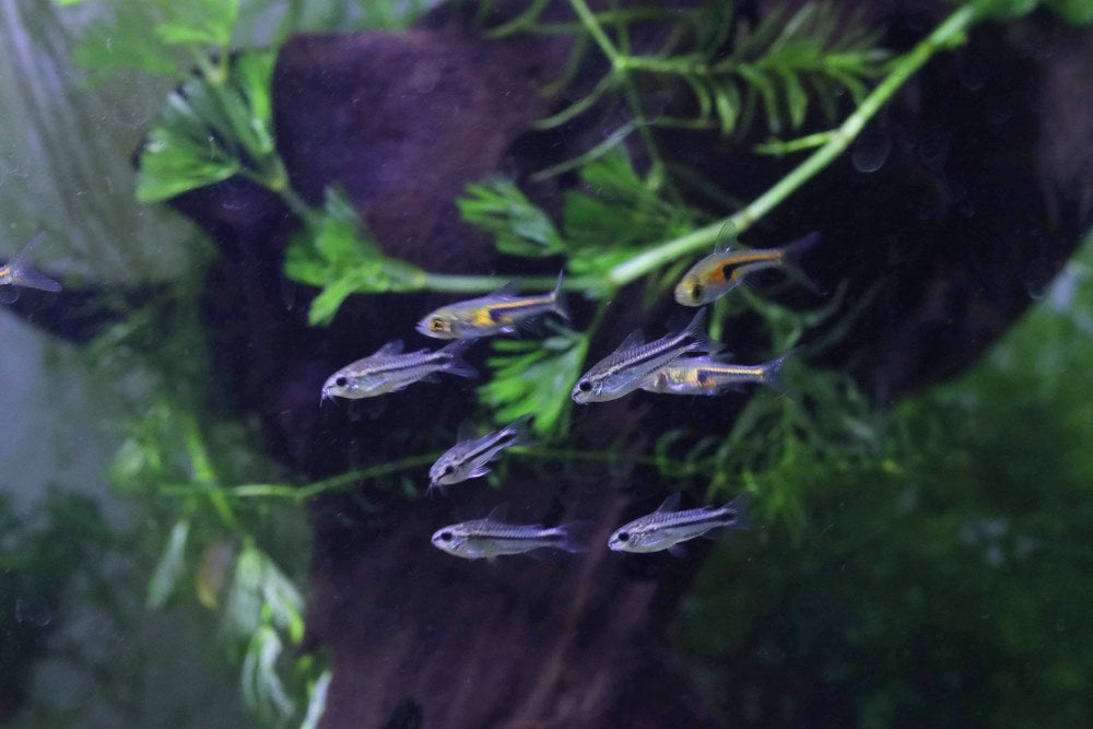 Pygmy corys swimming with lambchop rasboras