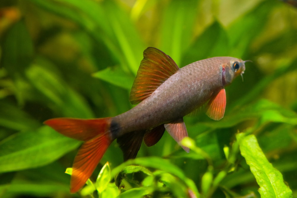 Rainbow shark (Epalzeorhynchos frenatus)