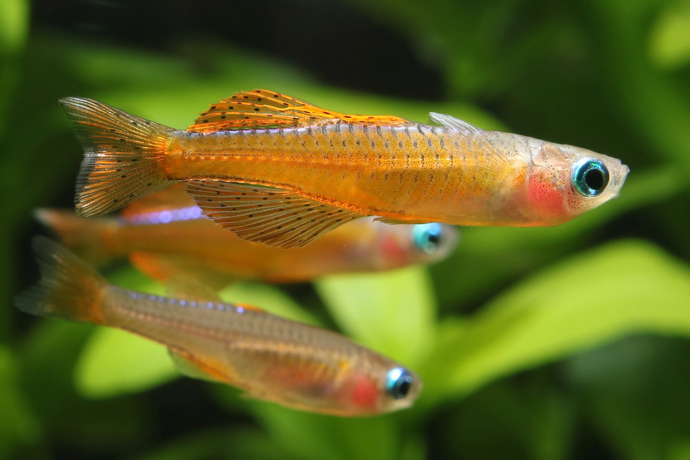 Red Neon Rainbow Fish (Pseudomugil luminatus)