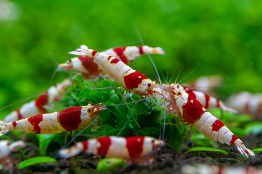 Crystal red shrimp