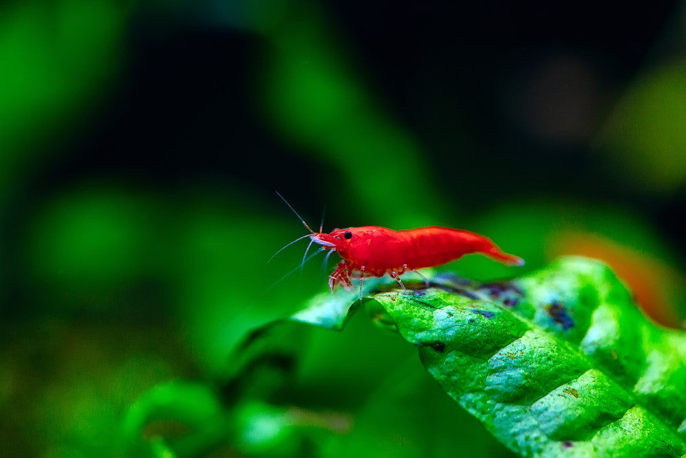 Red cherry shrimp on java fern