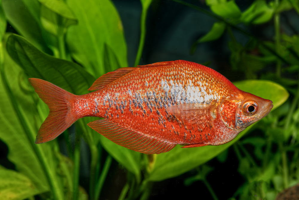 Red rainbowfish (Glossolepis incisus)