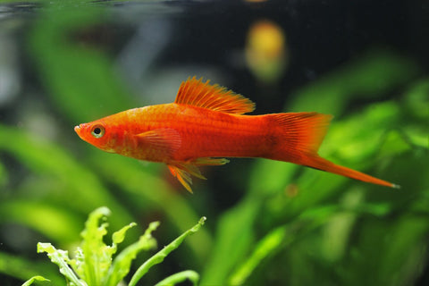 Red swordtail