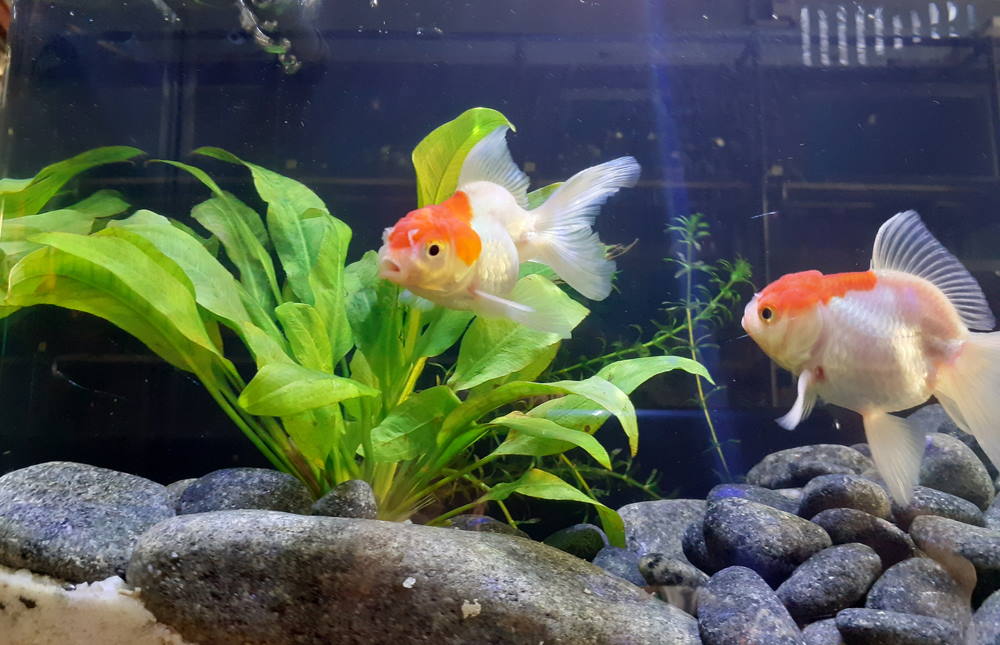 Redcap oranda goldfish and Amazon Sword Plants