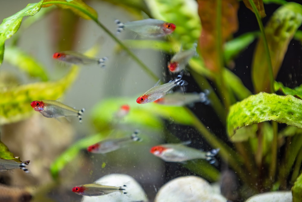 Rummy-Nose Tetra (Hemigrammus bleheri)