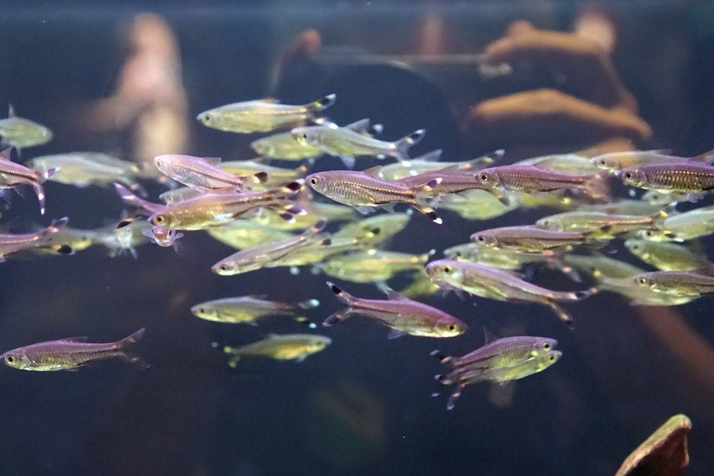 Scissortail Rasbora