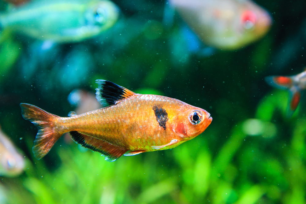 Serpae tetra - Hyphessobrycon eques