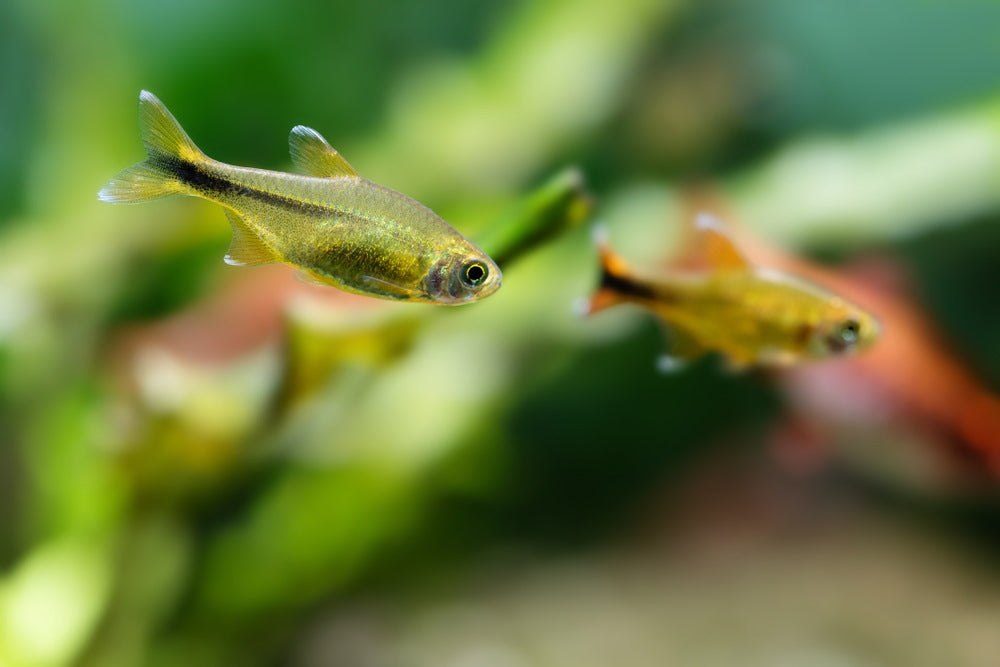 Silver Tip Tetra (Hasemania nana)