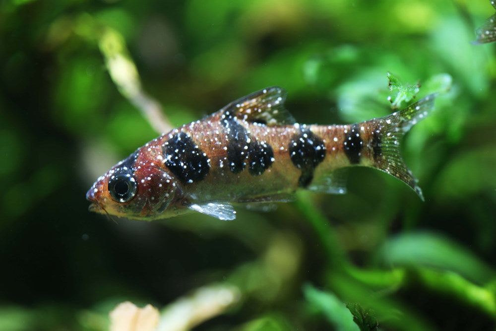 Snakeskin Barb with Ich or white spot disease