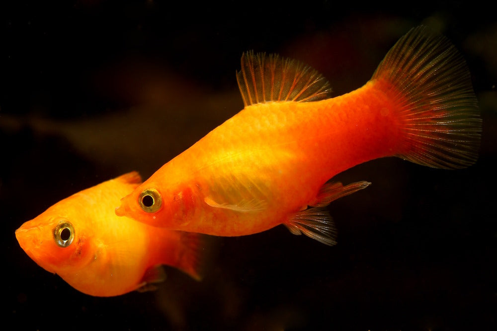 Southern platyfish (Xiphophorus maculatus), Orange Sunset Platy