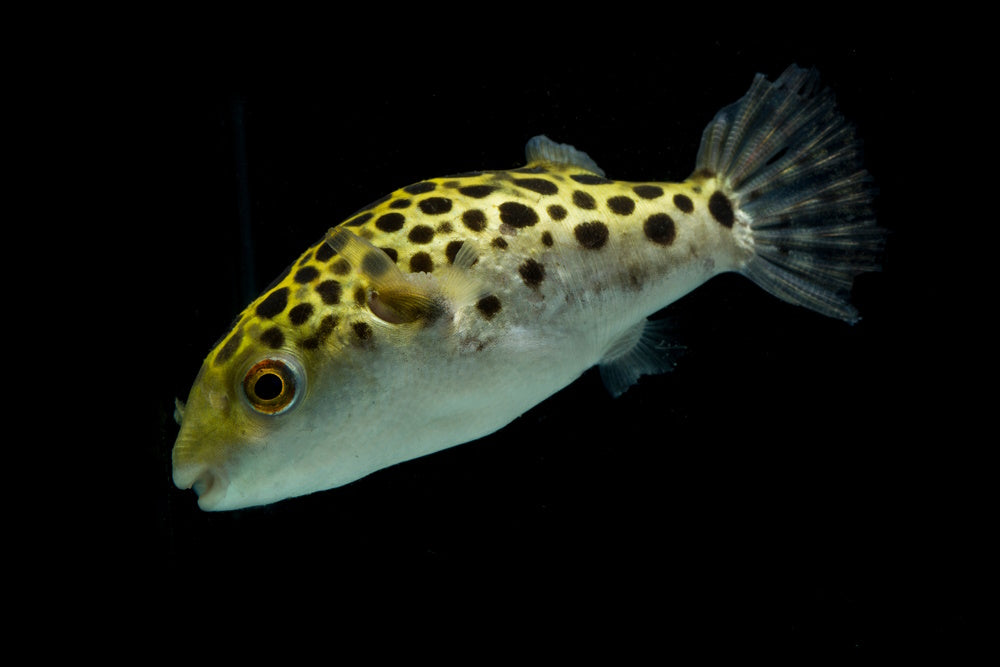 Spotted green pufferfish, tetraodon or Dichotomyctere nigroviridis