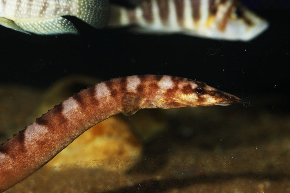 Tanganyikan Spiny eel (Mastacembelus ellipsifer)