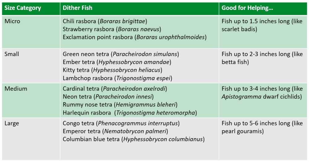 Tetras and rasboras as dither fish - chart