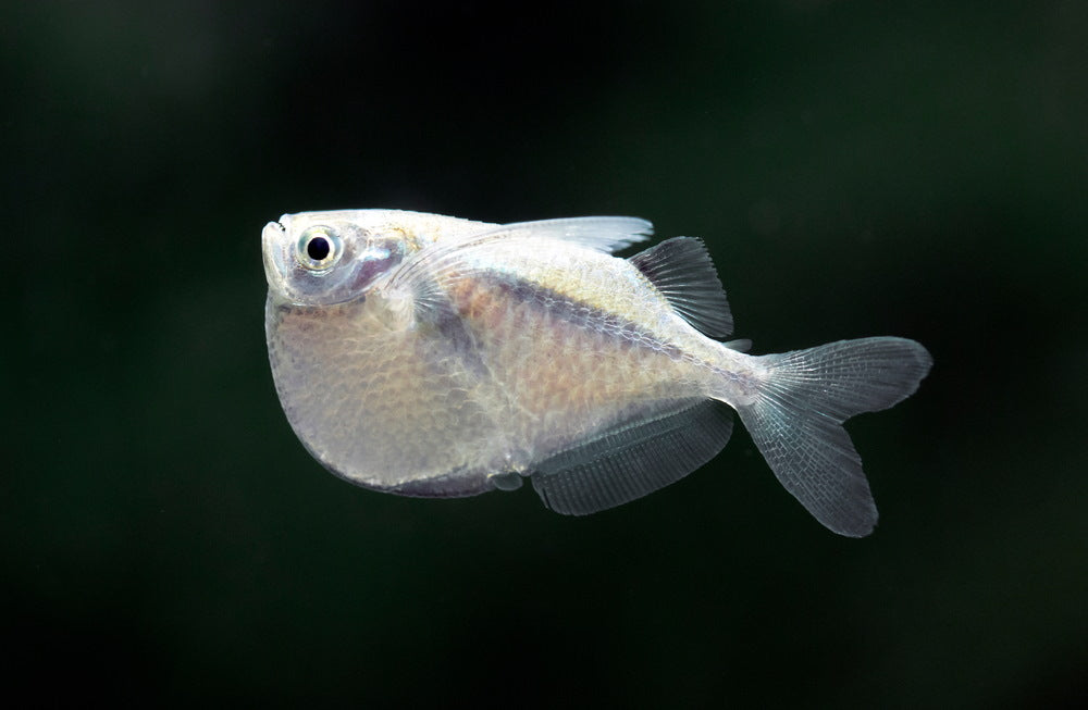 Thoracocharax stellatus - Platinum or Spotfin Hatchetfish