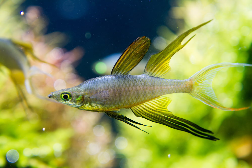 Threadfin Rainbowfish (Iriatherina werneri)