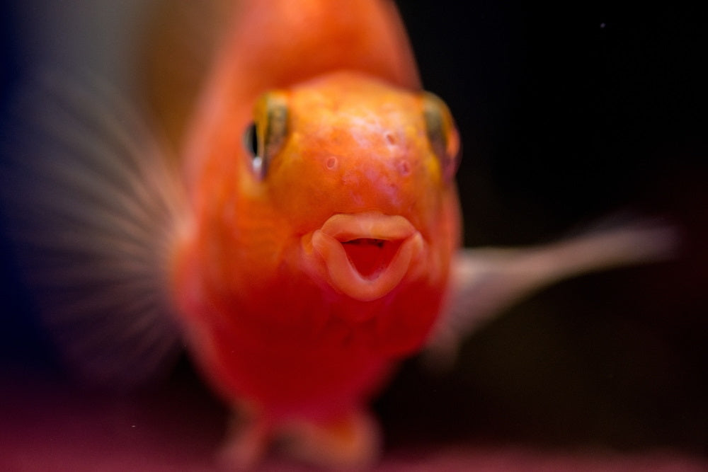 Triangle-shaped mouth of freshwater blood parrot cichlid