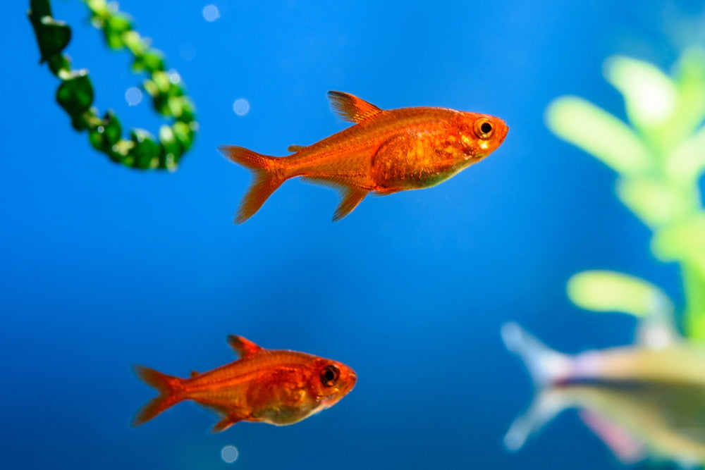 Two ember tetras