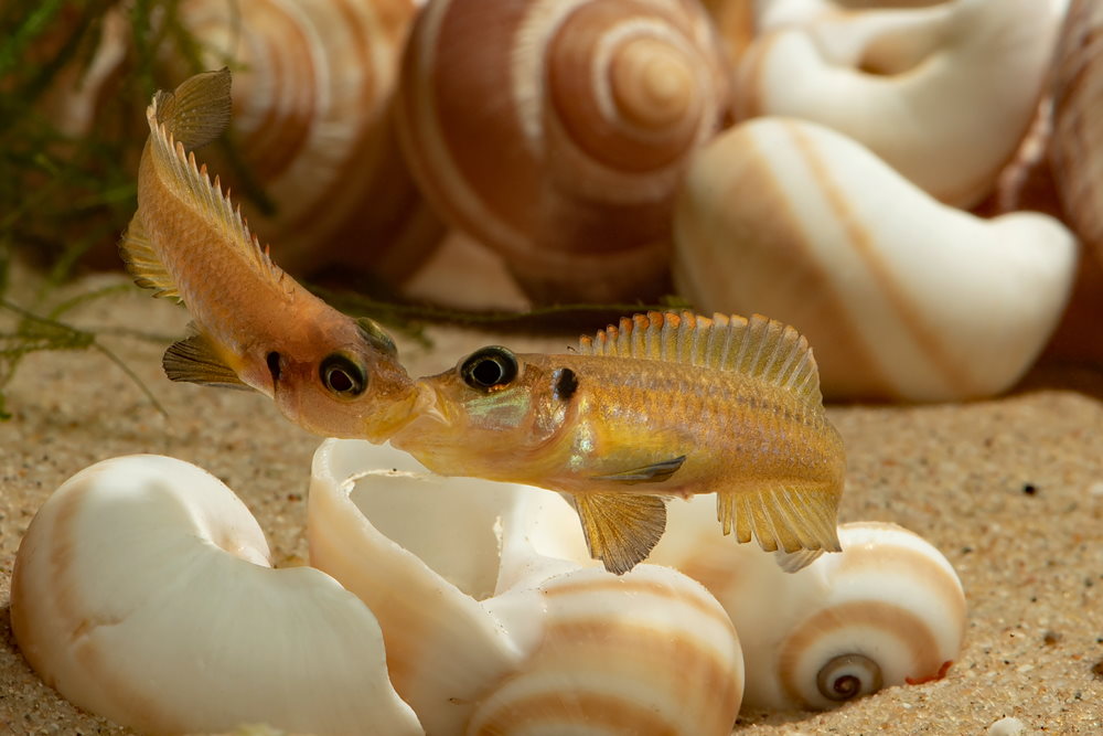 Lamprologus ocellatus fighting by locking mouths