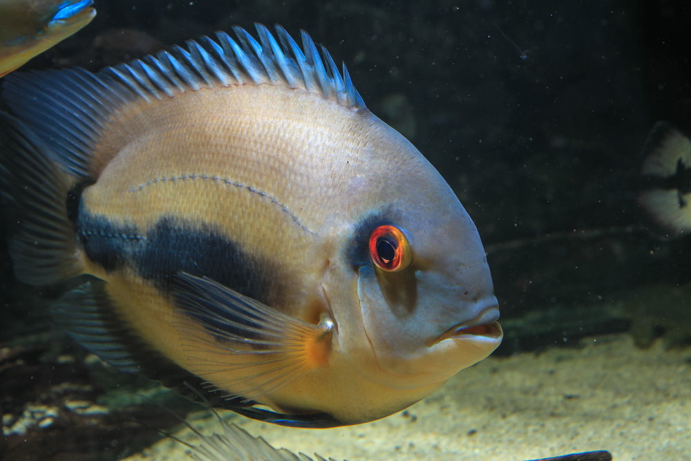 Uaru cichlid