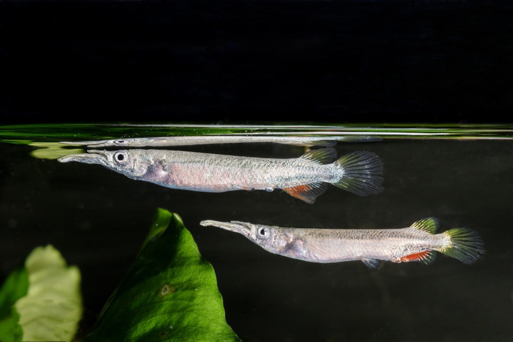 Wrestling halfbeak Dermogenys pusilla pair