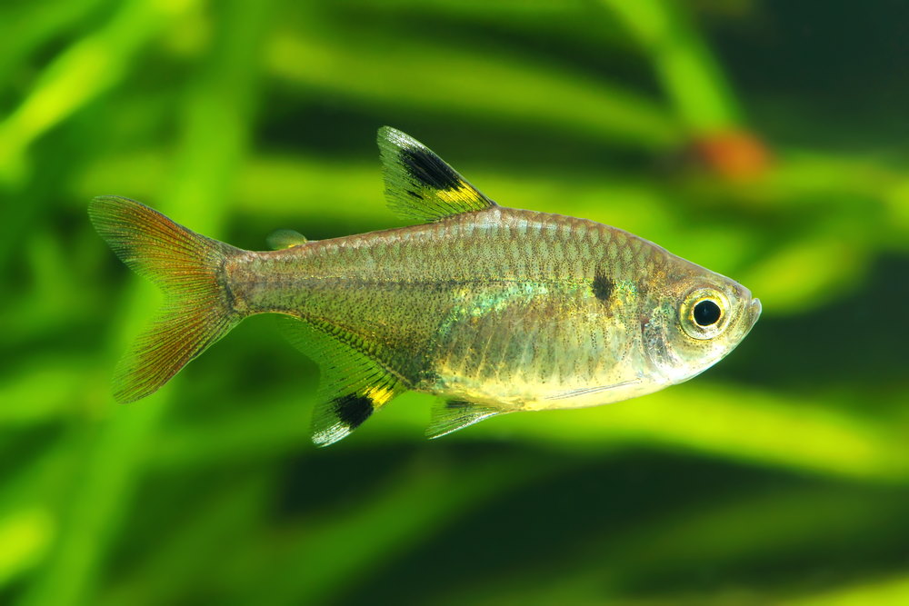 X-Ray Tetra or Pristella Tetra (Pristella maxillaris)