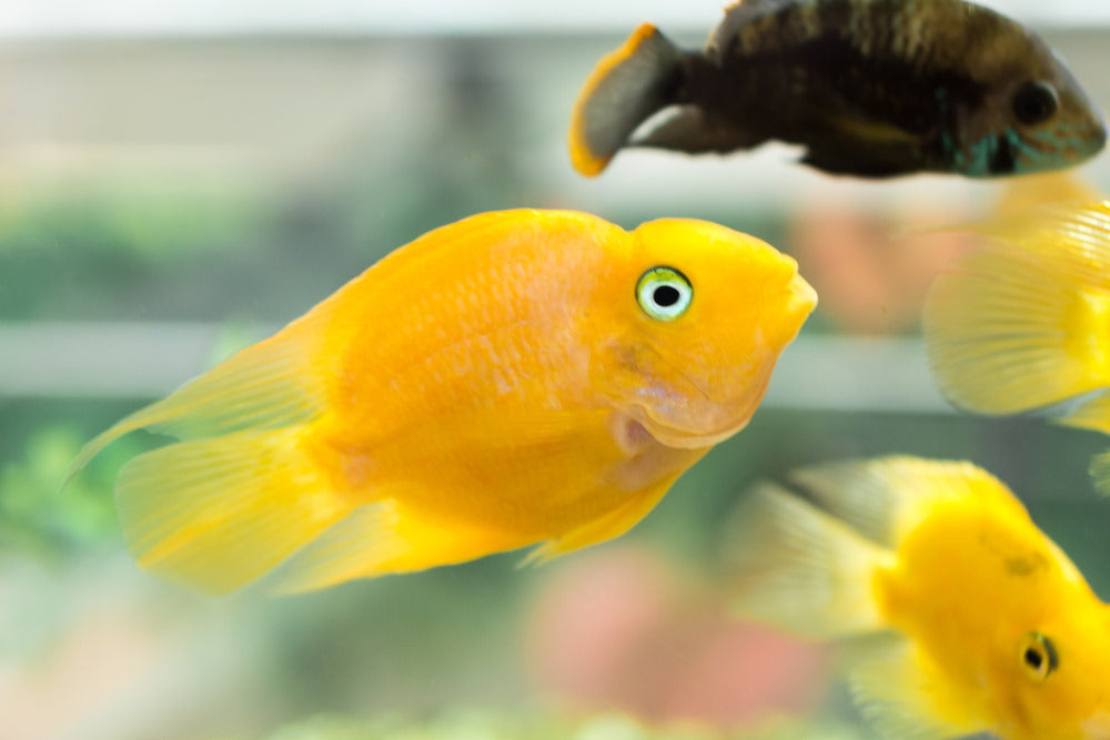 Yellow blood parrot cichlid