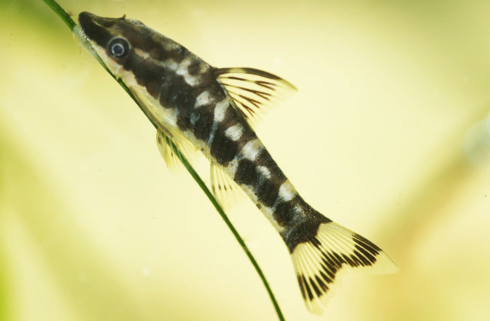 Zebra Oto or Tiger oto (Otocinclus cocama)