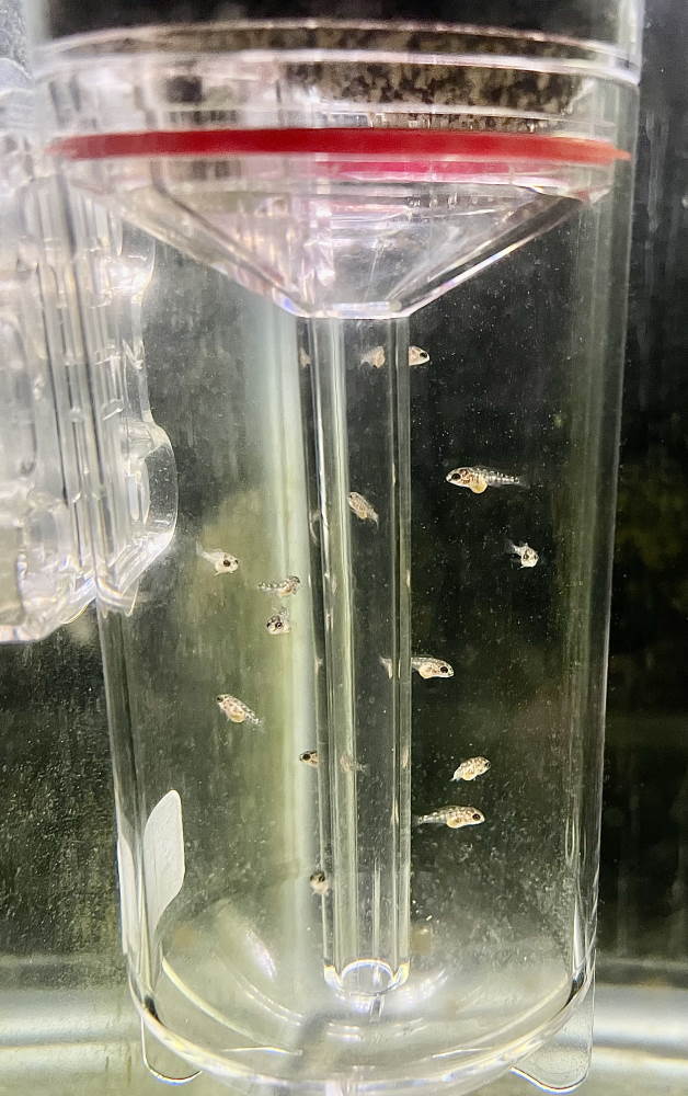 Ziss Egg Tumbler with peacock cichlid fry that have their yolk sacs