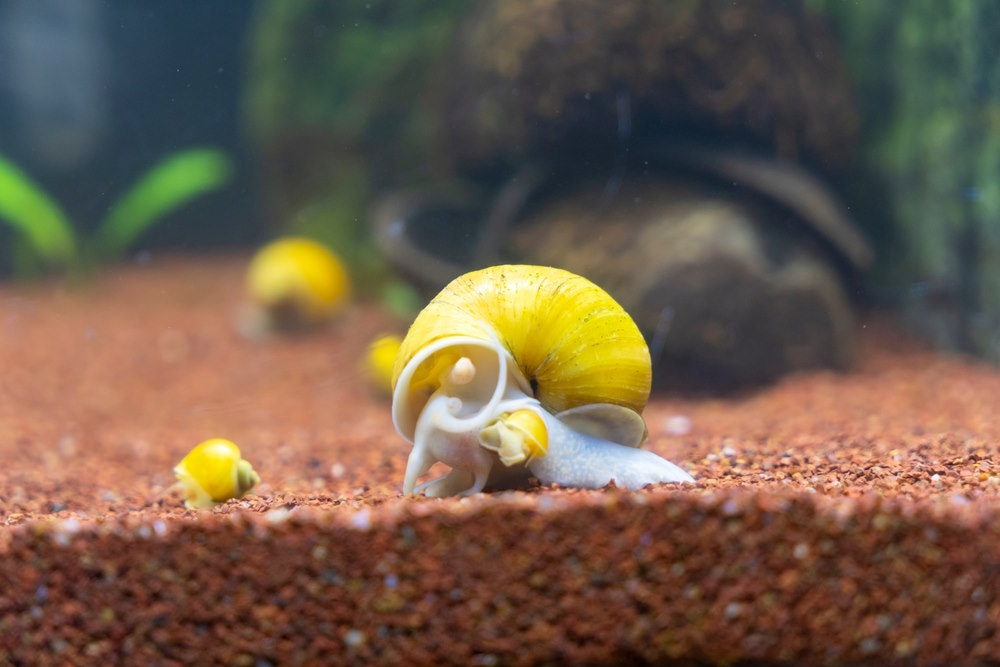 adult and baby mystery snails