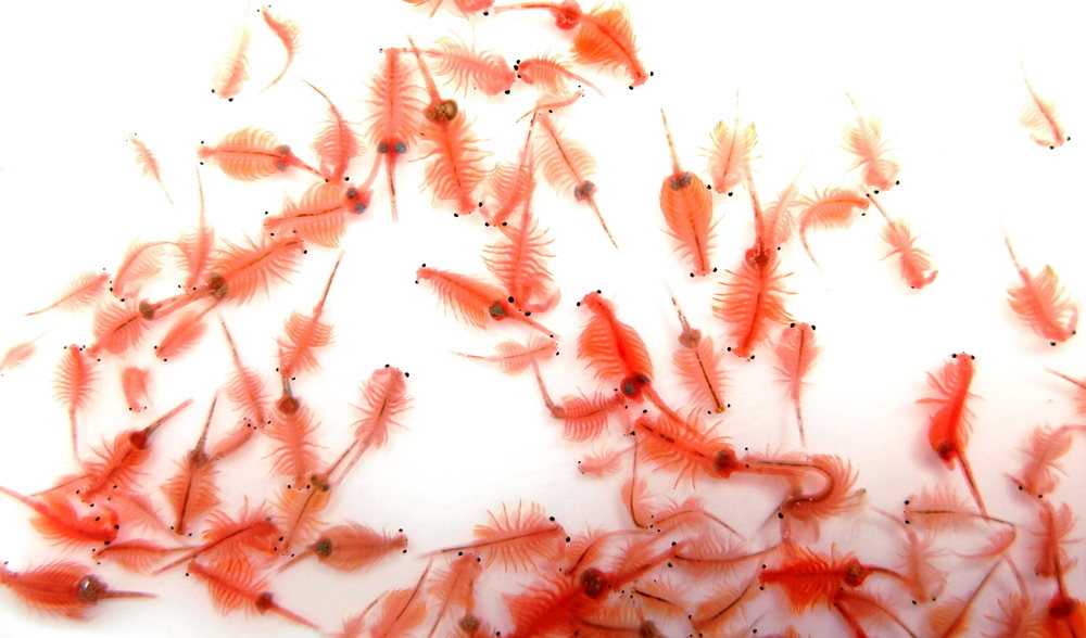How to Hatch Baby Brine Shrimp to Increase the Growth of Fish Fry –  Aquarium Co-Op