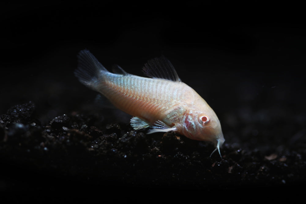 albino cory catfish