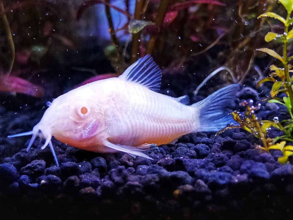 Care Guide for Cory Catfish – The Perfect Community Bottom Dweller –  Aquarium Co-Op