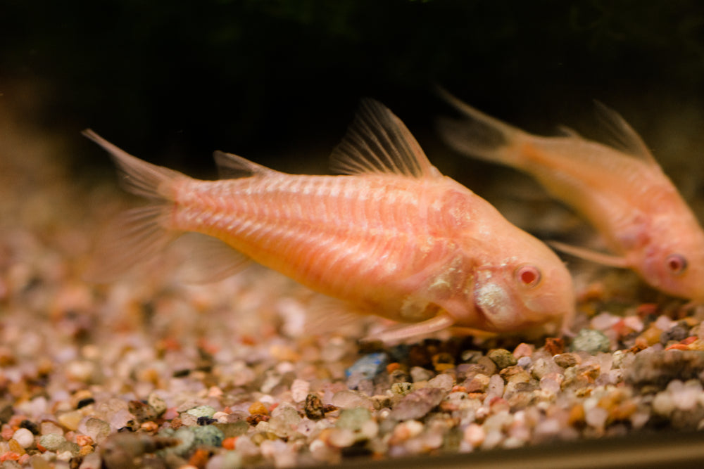 albino corydoras on sand substrate