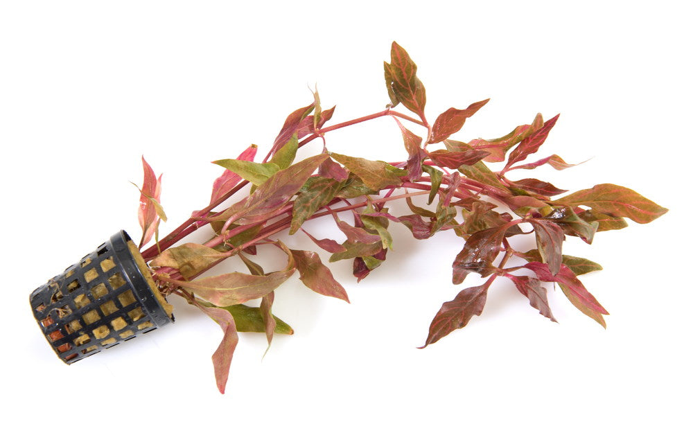 alternanthera reineckii in a pot of rock wool