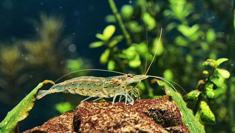 amano shrimp