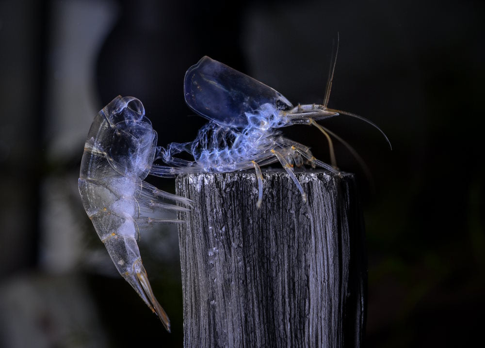 amano shrimp exoskeleton molt