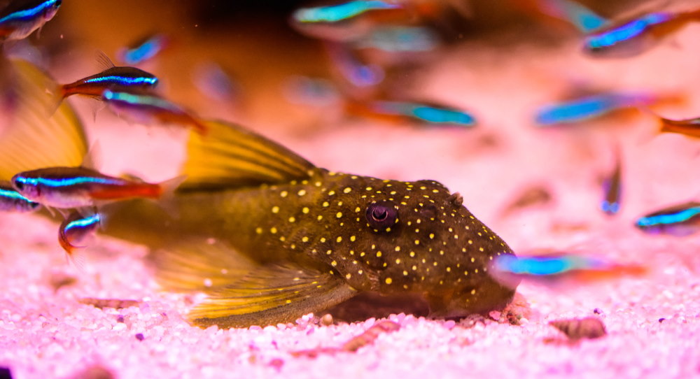 ancistrus pleco with neon tetras