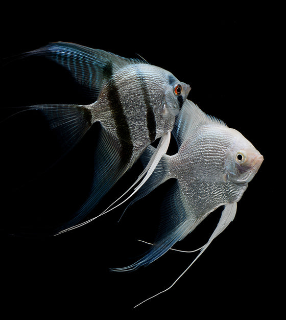centerpiece freshwater fish