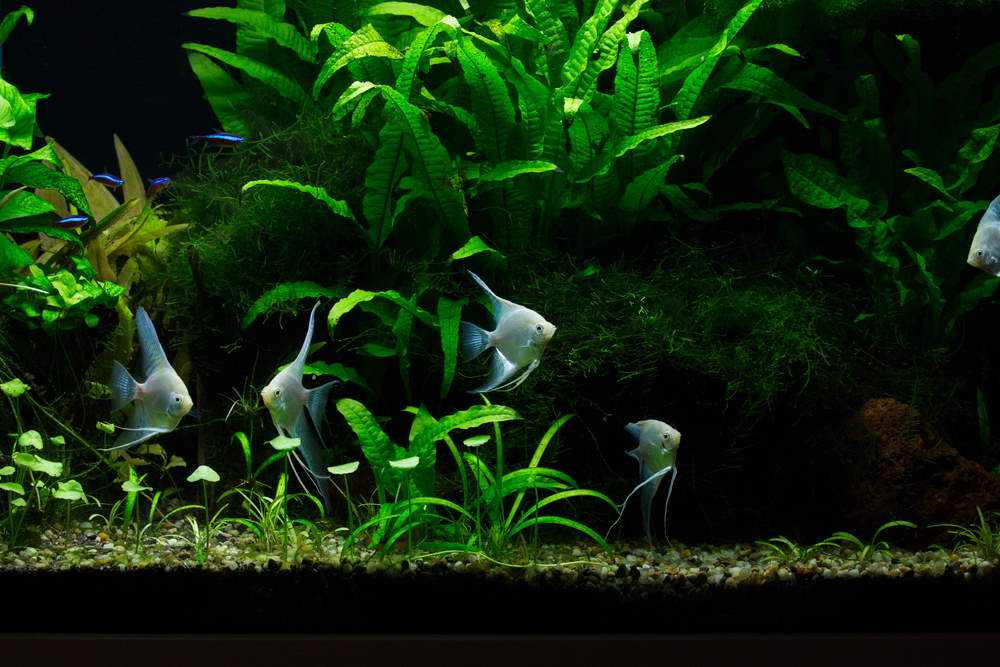 angelfish and cardinal tetras in planted tank