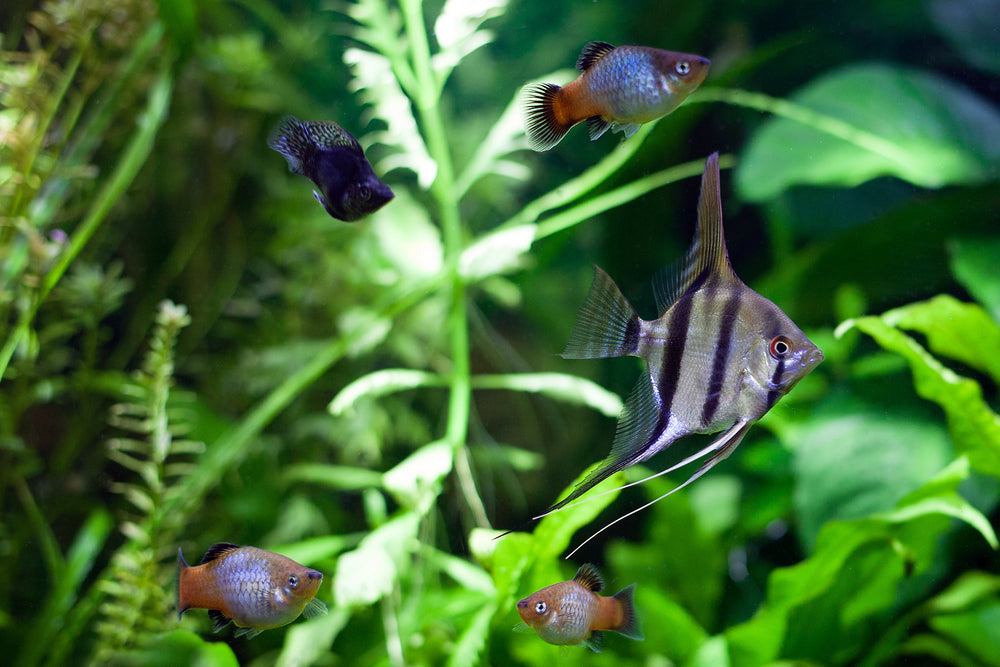 angelfish, platies, and mollies in planted aquarium