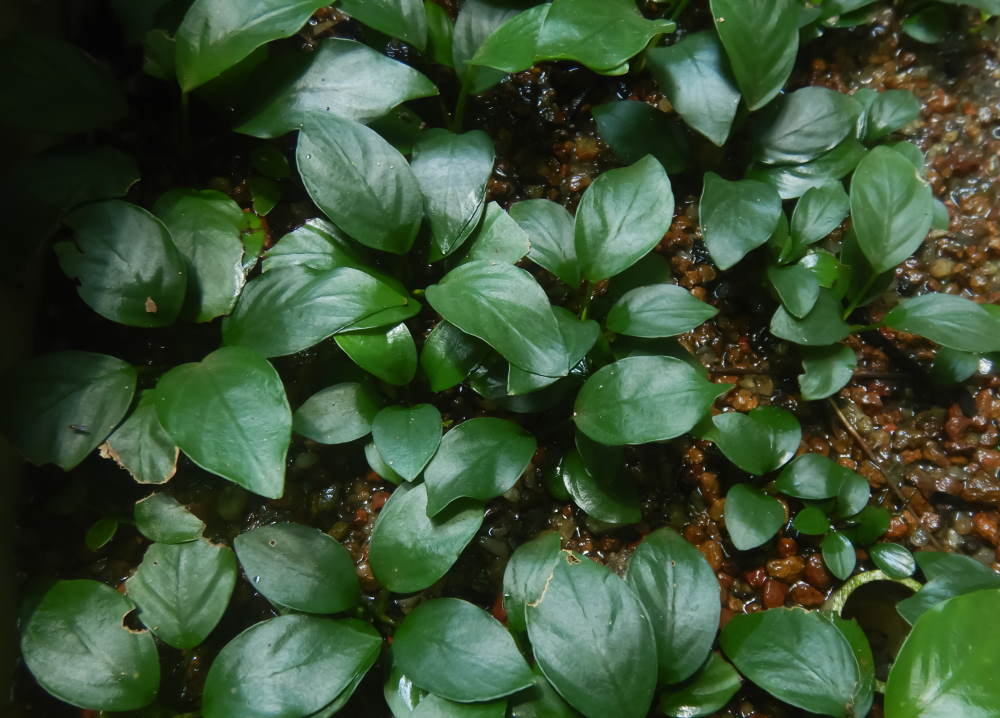 anubias grown out of water