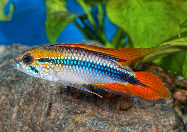 centerpiece freshwater fish