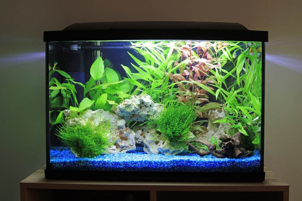 aquarium cycling with plants