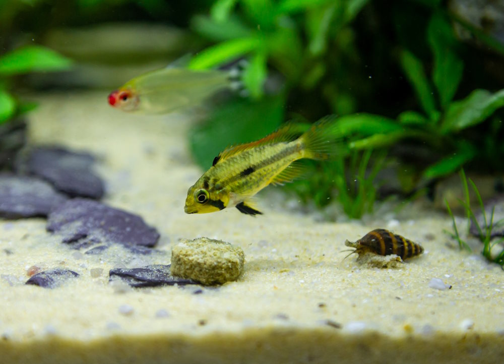 aquarium fish and assassin snail attracted to food