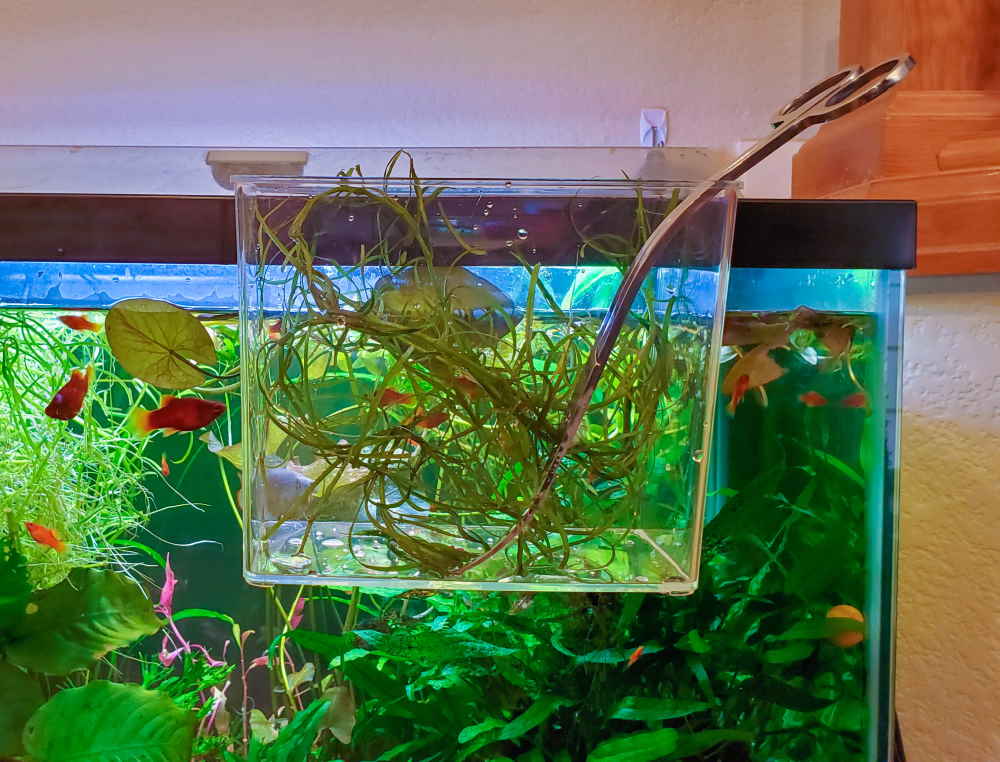 aquarium plant trimmings in catch cup