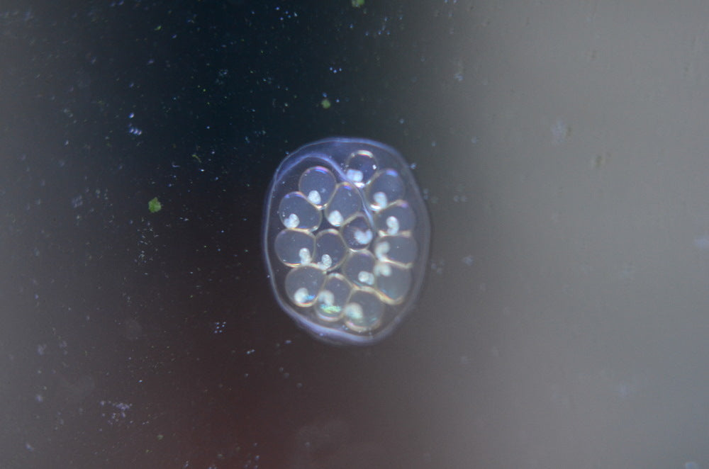 aquarium snail eggs